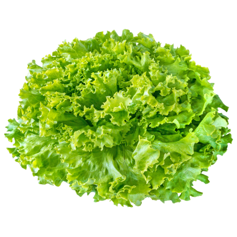 Lettuce