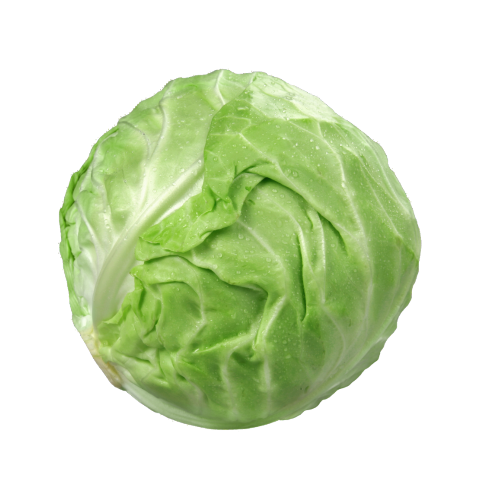 CABBAGE